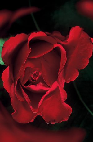 Nusrat Fateh Ali Khan & Michael Brook - Night Song