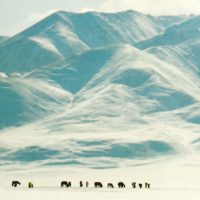 Shu-de - Voices From The Distant Steppe
